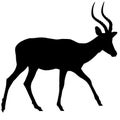 Walking Impala Antelope - Silhouette Royalty Free Stock Photo