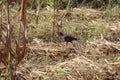 A walking indian mynah on the cut crop during a sunny day. Beautiful bird has a yellow lines over eyes and common in the villages Royalty Free Stock Photo