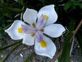 Walking Iris in Purple and White