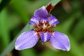 Walking iris regina a.k.a. apostle plant Neomarica caerulea closeup - Davie, Florida, USA Royalty Free Stock Photo