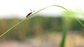 Walking Japanese Pectocera Hige on The Leaves