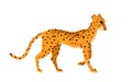 Walking jungle leopard animal