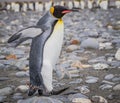 Walking king penguin with wings back