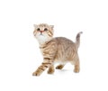 Walking kitten or cat striped isolated studio