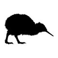 Walking Kiwi Bird Apteryx australis On a Side View Silhouette Found In New Zealand. Good To Use For Element Print Book Royalty Free Stock Photo