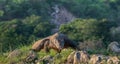 Walking Komodo dragon. Indonesia. Rinca Island Royalty Free Stock Photo