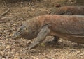 Walking Komodo dragon