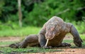 The walking Komodo dragon with tongue out, sniffing air. Varanus komodoensis