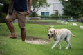 Walking with labrador retreiver dog in park Royalty Free Stock Photo