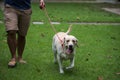 Walking with labrador retreiver dog in urban park Royalty Free Stock Photo