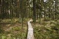 Walking lane of boards in forest Royalty Free Stock Photo