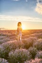 Walking through lavender rows at sunset. Young beautiful woman in dress standing in lavender field at golden summer Royalty Free Stock Photo