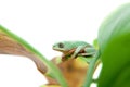 Walking leaf frog on white Royalty Free Stock Photo