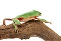 Walking leaf frog on white Royalty Free Stock Photo