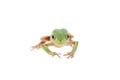 Walking leaf frog on white Royalty Free Stock Photo