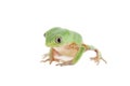 Walking leaf frog on white Royalty Free Stock Photo