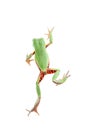 Walking leaf frog on white Royalty Free Stock Photo