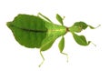 Walking leave (Phyllium celebicum)