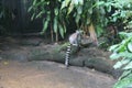 Walking lemur isolated on ground Singapore zoo Royalty Free Stock Photo