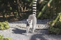 Walking Lemur Royalty Free Stock Photo