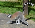 Walking Lemur Royalty Free Stock Photo