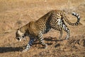 Walking leopard