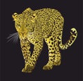 Walking leopard graphic design isolated on black background. Animal hand drawn illustration. - Vector Royalty Free Stock Photo