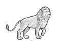 Walking lion sketch vector illustration