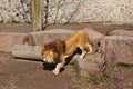 Walking lion in zoo