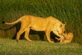 Walking lioness pushes cub down on grass