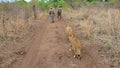 Walking with lions
