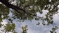 Walking in lush green forest folaige, low angle view