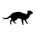 Walking Malayan Civet Viverra Tangalunga On a Side View Silhouette Found In Map Of Asia. Good To Use For Element Print Book Royalty Free Stock Photo