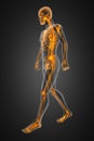 Walking man radiography