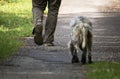 Walking man`s feet and hunting dog back view, recreation concept Royalty Free Stock Photo