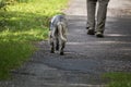 Walking man`s feet and hunting dog back view, recreation concept Royalty Free Stock Photo