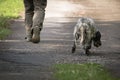 Walking man`s feet and hunting dog back view, recreation concept