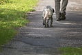 Walking man`s feet and hunting dog back view, recreation concept Royalty Free Stock Photo