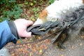 Walking with many dogs, a walker`s hand with multiple leashes