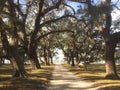 Walking between the Mighty Oaks