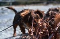 Walking with mongrel dog of small stature and size. Cute little brown fluffy puppy walks, sniffs all around and breathes fresh air Royalty Free Stock Photo