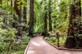 Walking through Muir Woods National Monument Royalty Free Stock Photo