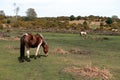 Walking through the new forest countryside in the UK on a woodland path