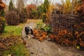 Walking in november garden. Late autumn view with rustic fence