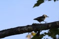 Walking nuthatches Royalty Free Stock Photo