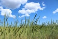 Green grass blue sky white clouds Royalty Free Stock Photo