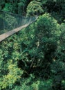 Walking over the hanging bridge over the Taman Negara rainforest.