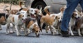 Walking with a pack of beagle dogs, panoramic format