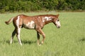 Walking Paint Colt