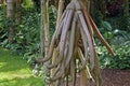 Walking palm roots, Socratea exorrhiza, Minas Gerais, Brazil